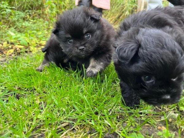 Image 19 of Beautiful Black Maltese-Pomeranian Puppies