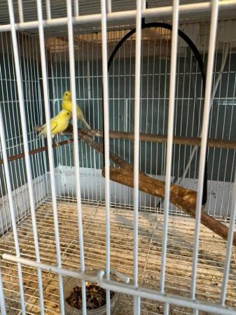 Image 9 of Canaries for sale beautiful happy healthy birds