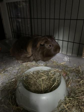 Image 5 of 7 mths old 2x male Guinea pigs