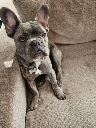 Image 2 of French bulldog for sale