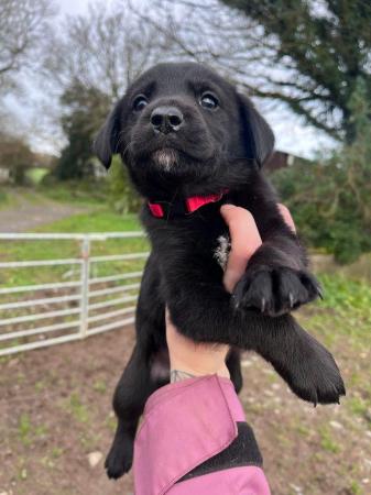 Image 8 of NOW ALL SOLD!!! Labrador cross border collie pups