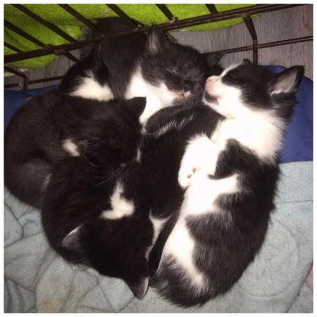 Image 5 of Kittens for homing ready 8th June