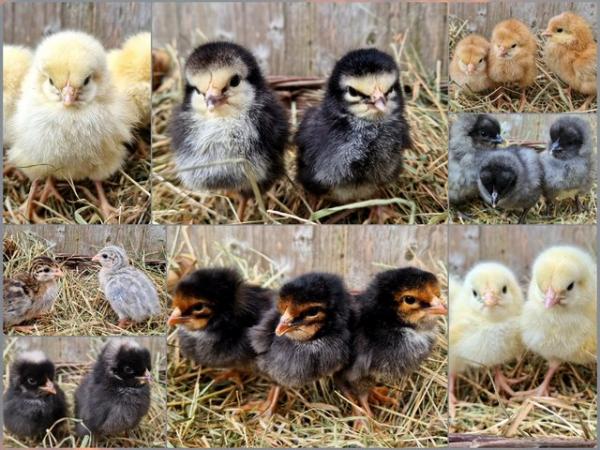 Image 1 of Female chicks - hybrid layers Sussex,speckledy,bluebelle