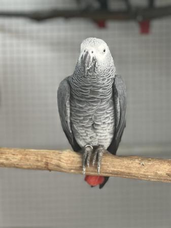 Image 4 of African grey parrot (male)