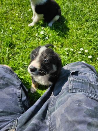 Image 8 of Collie puppies ready to go one the 24th May
