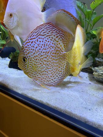 Image 2 of Chens discus all large ones ( some free )