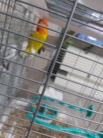 Image 6 of Young Love Birds for sale Sold as a pair+Male and Female