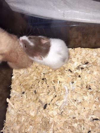 Image 2 of Baby Syrian hamsters ready now