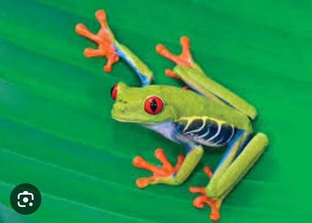Preview of the first image of Red eyed tree frogs wanted.