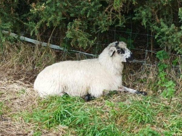 Image 2 of 2 x Valais Blacknose x Shetland Ewe lambs