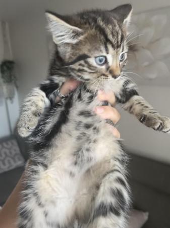 Image 12 of Maine Coon Mix Kittens x