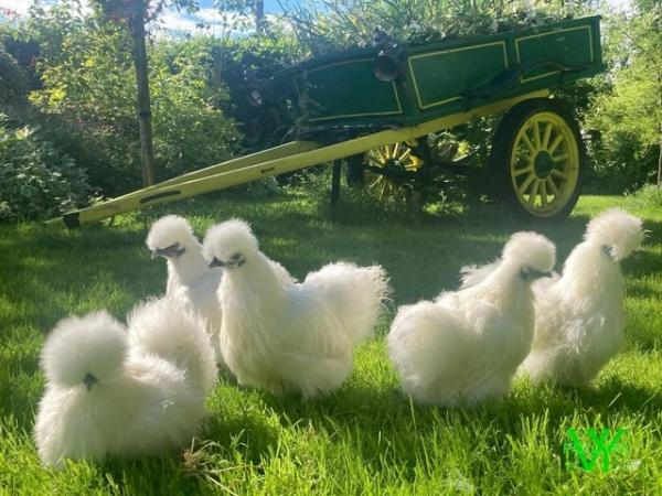 Image 1 of point of lay Silkie pullets