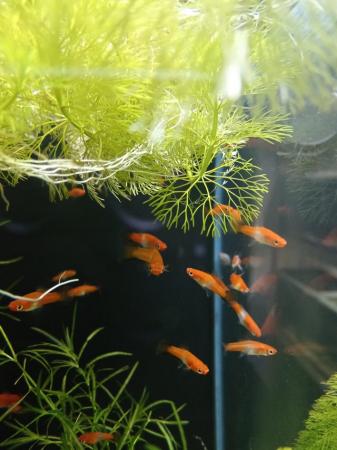 Image 4 of Koi swordtails for sale  £1 each or 6 for £5