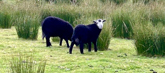 Image 1 of 10 Herdwick store ram lambs