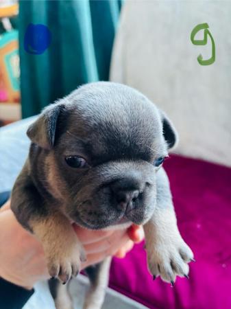 Image 6 of Ready to leave French bulldog puppies