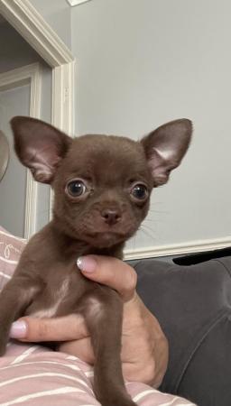 Image 1 of short coat purebred Chihuahua puppies