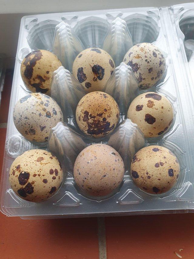 Preview of the first image of Japanese/ jumbo quail hatching eggs.