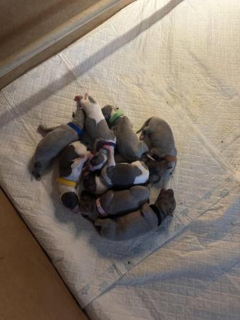 Image 6 of Full pedigree KC registered whippet pups