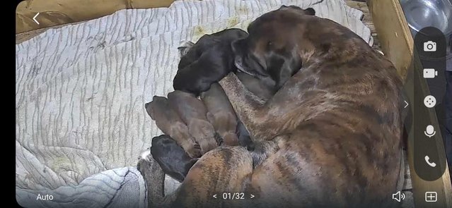 Image 6 of Sealed, red and brindle boxer puppies available.