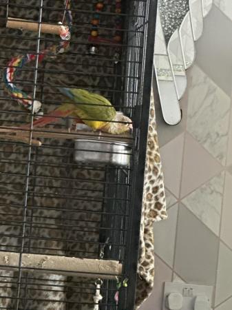 Image 2 of Pineapple conure with full set up