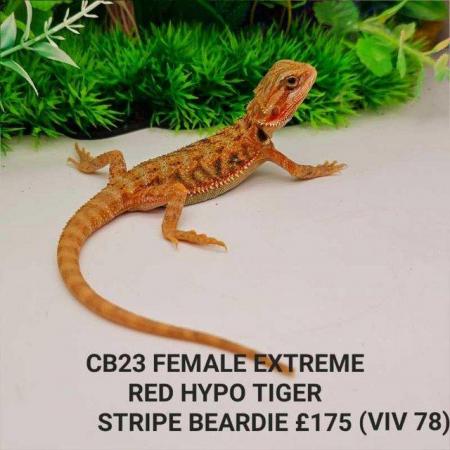 Image 10 of Lots of bearded dragon morphs available