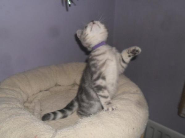 Image 2 of *READY NOW* British Shorthair Blue Silver Female Kitten