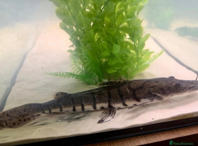 Tiger Shovelnose Catfish — Pets & Animals in Halstead