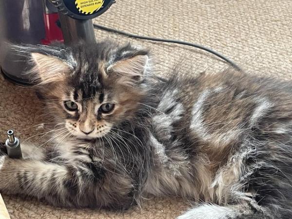 Image 4 of 10 week old Full Maine Coon Kittens