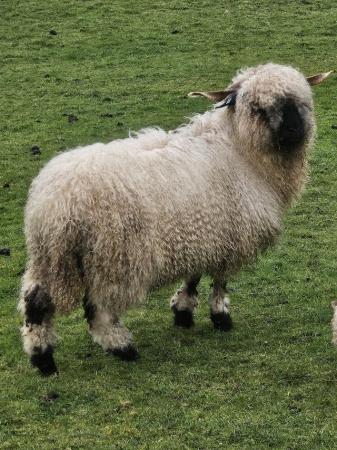 Image 3 of Various age valais blacknose sheep