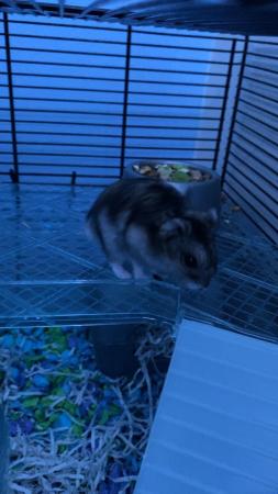 Image 1 of 10 month old Russian dwarf hamster