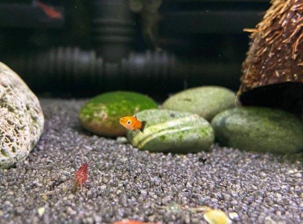 Image 5 of 20x Pineapple young Swordtail, Pleco