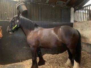 Image 2 of LOOKING FOR EXPERIENCED RIDER TO SHARE MY IRISH COB
