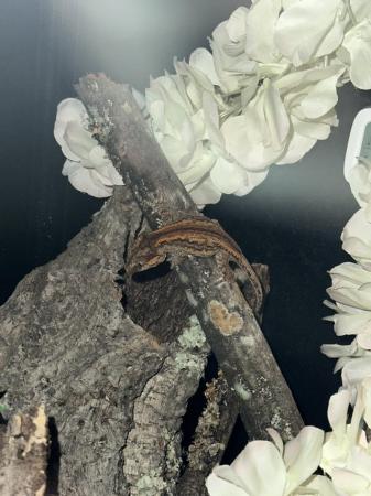 Image 3 of Baby gargoyle gecko for sale
