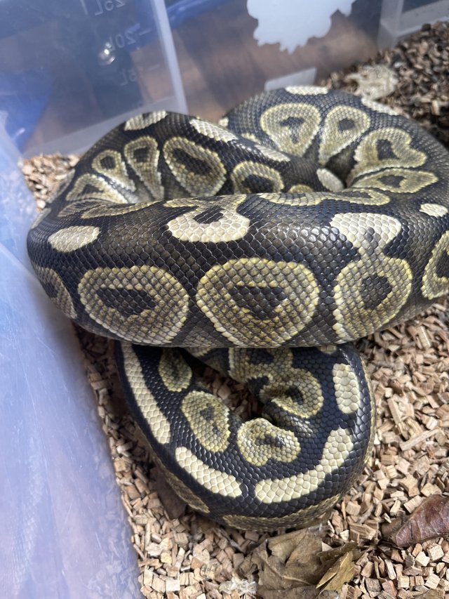 Preview of the first image of 4 year old male royal python.