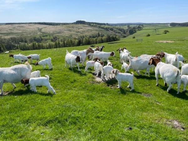 Image 3 of Pure Boer Goats for sale
