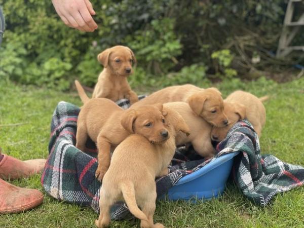Image 7 of Last few remaining!. Gorgeous Fox Red Lab puppies