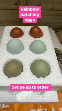 Image 11 of Hatching/fertile bantam and large fowl eggs