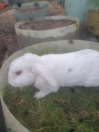 Image 8 of 2 young mini lops buck for sale £40 each