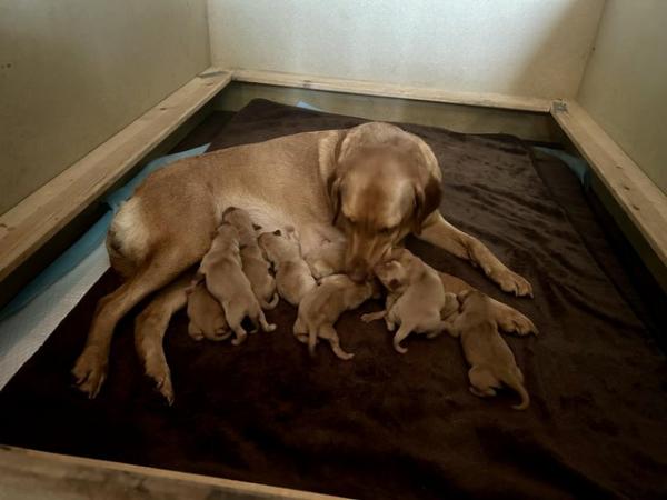 Image 4 of KC Fox Red Labrador puppies