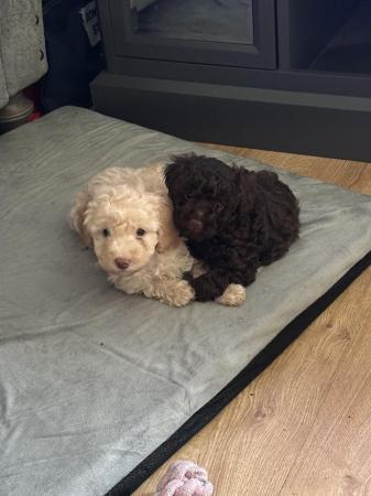 Image 1 of REDUCED READY NOW Gorgeous cockapoo puppies.