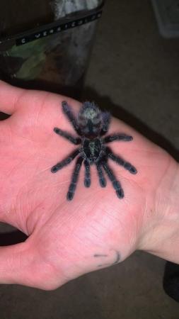 Image 3 of Tarantulas4sale all different ages and all different prices