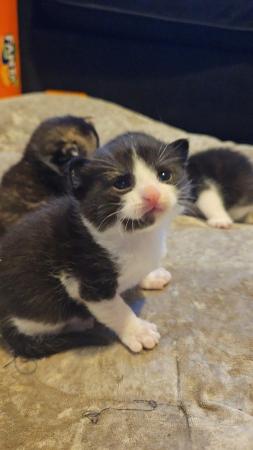 Image 5 of Kittens for sale available from 18th may