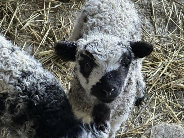 Image 4 of Lovely ewe with ewe and ram lamb