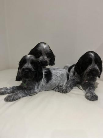 Image 5 of Kc show cocker spaniels blue roan puppies ready to leave