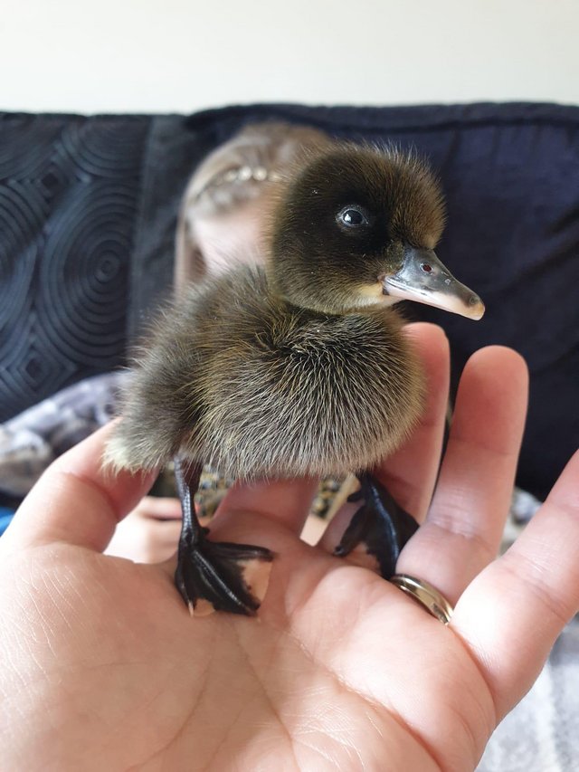 Preview of the first image of Runner ducklings, 1 week old..