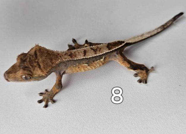 Image 6 of Juvenille Crested geckos