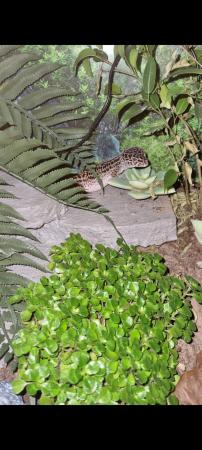 Image 1 of Leopard geckos wirh full setups