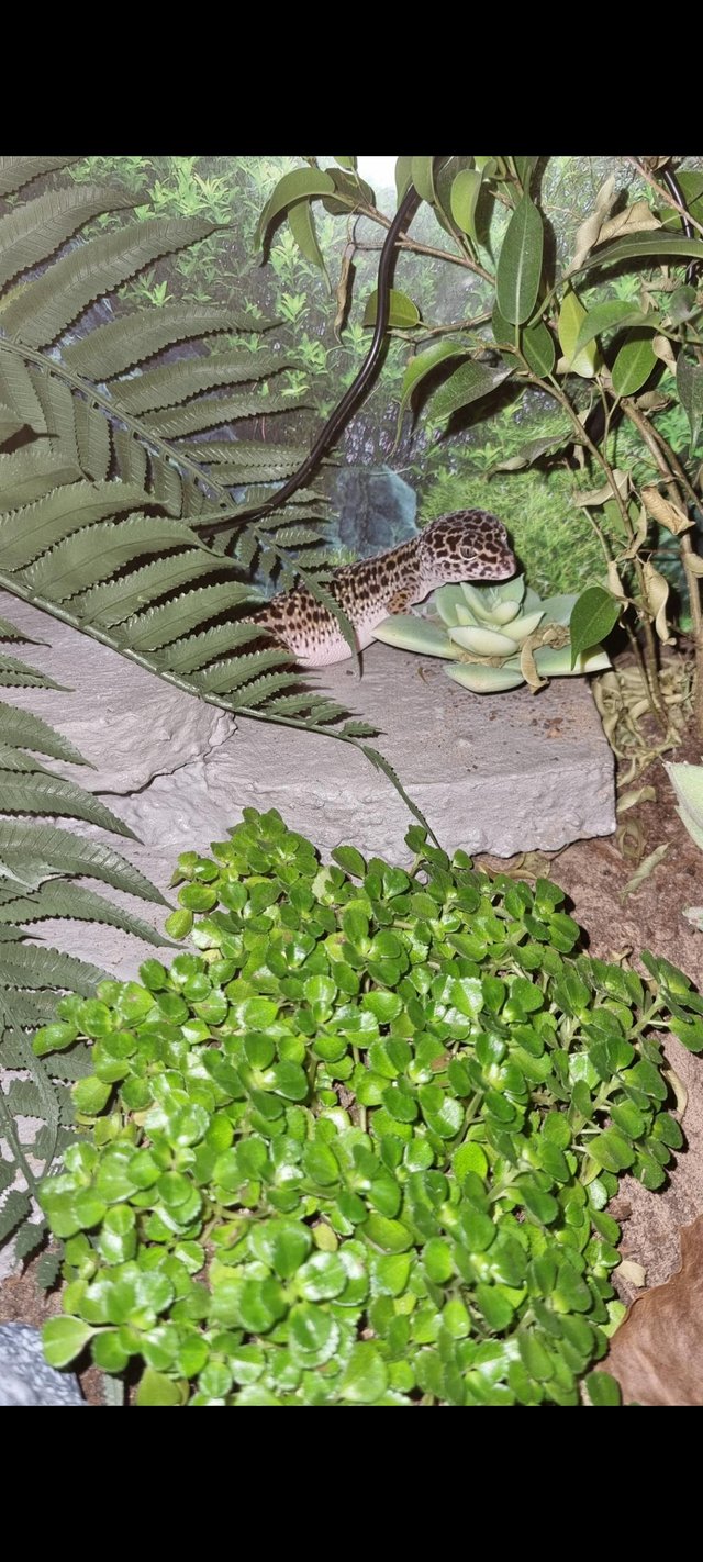 Preview of the first image of Leopard geckos wirh full setups.