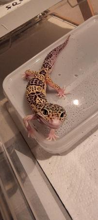 Image 5 of 2023 juvenile leopard geckos £50 each