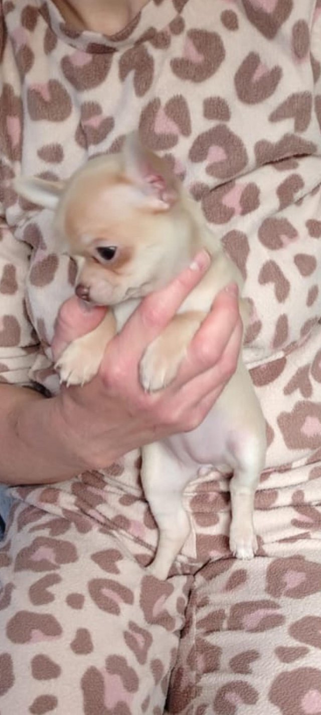 Preview of the first image of Beautiful chihuahua puppy.